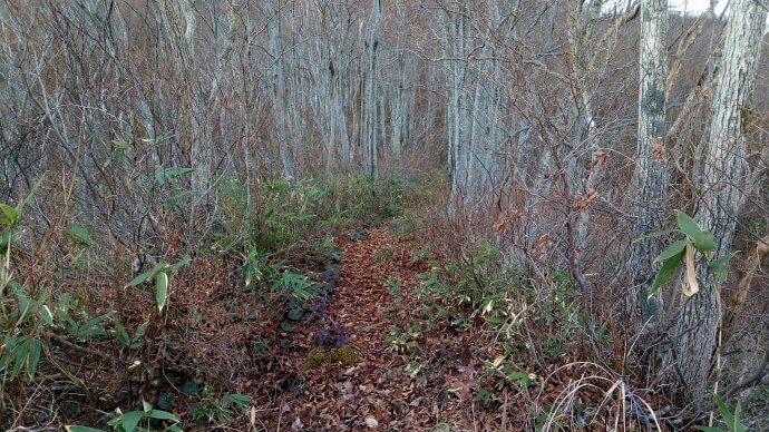 ブナの木々が並ぶ登山道