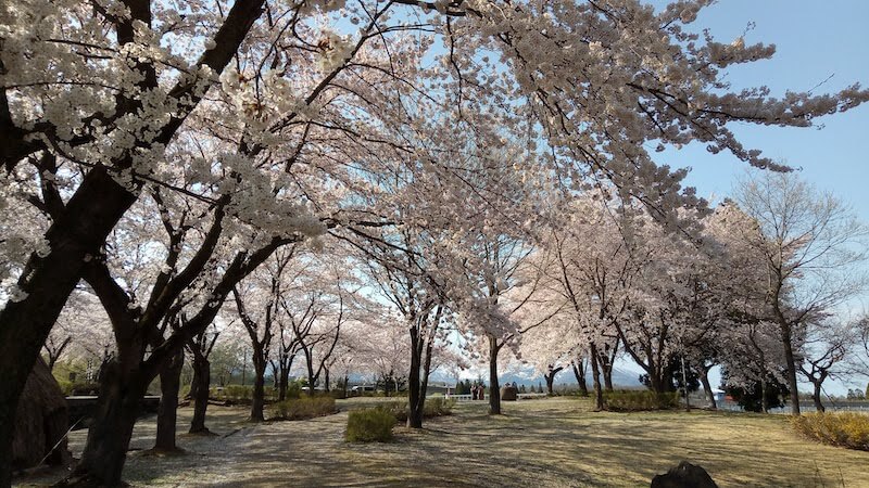 春の泉縄文公園の景色
