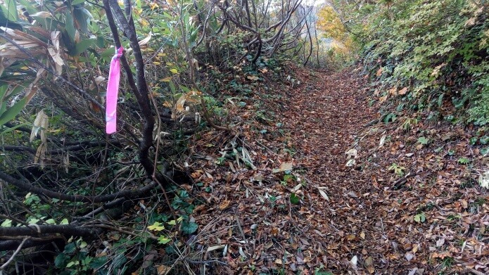 スタート直後の登山道