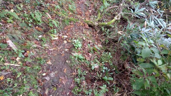 明神沢コースの登山道