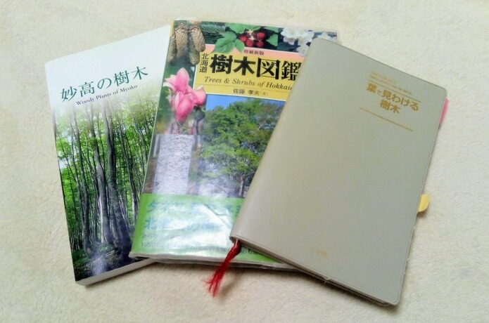 初心者編 これってなんの木 樹木の名前を調べる方法 ころぽく