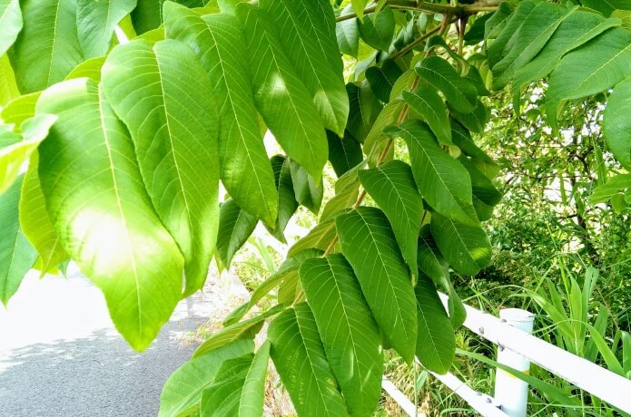 初心者編 これってなんの木 樹木の名前を調べる方法 ころぽく