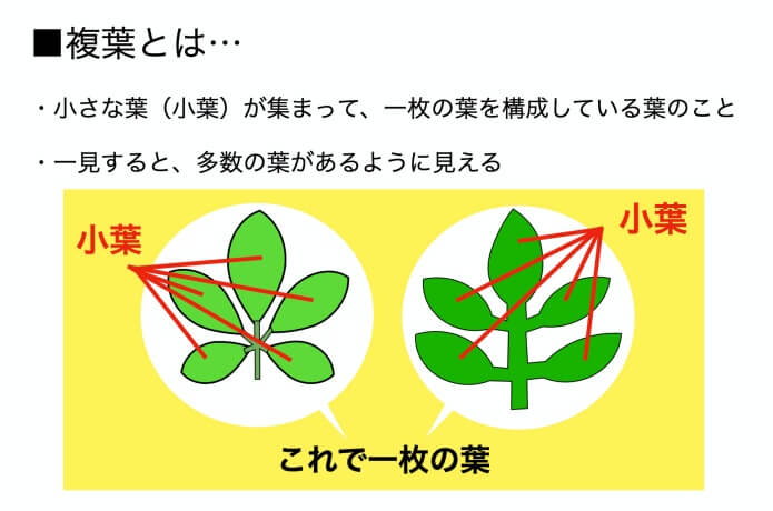 中級編 これってなんの木 樹木の名前を調べる方法 ころぽく