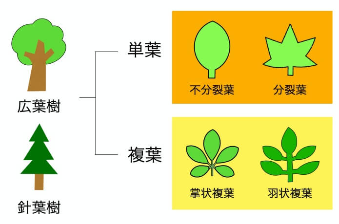 中級編】「これってなんの木？？」樹木の名前を調べる方法｜ころぽく