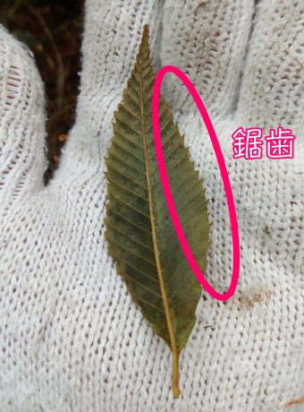 鋸歯
