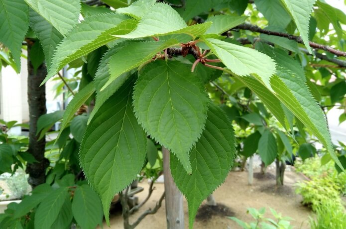 中級編 これってなんの木 樹木の名前を調べる方法 ころぽく