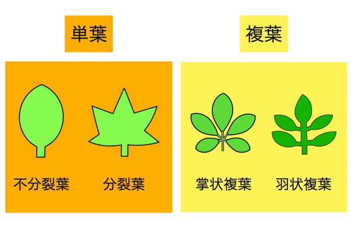 中級編 これってなんの木 樹木の名前を調べる方法 ころぽく