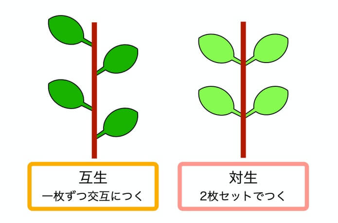 互生と対生