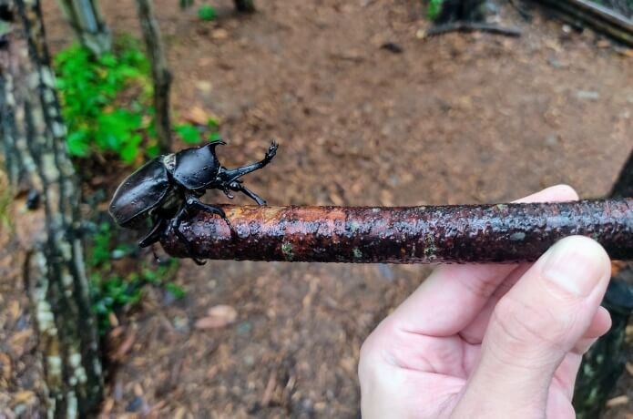 21 長岡 国営越後丘陵公園 カブトムシと遊べる体験イベント カブトムシハウス を開催 ころぽく 21 長岡 国営越後丘陵公園 カブトムシと遊べる体験イベント カブトムシハウス を開催 ころぽく