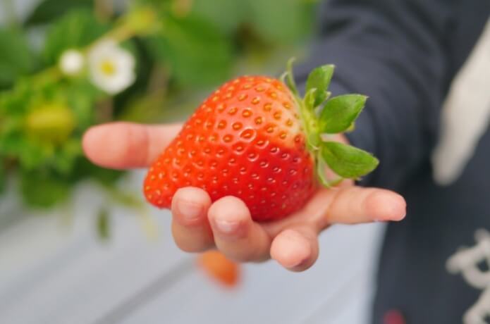 いちご狩り