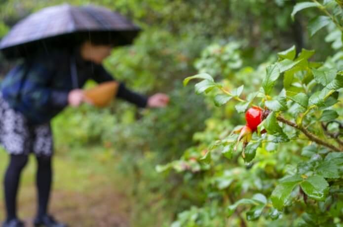 雨天時の樹木観察