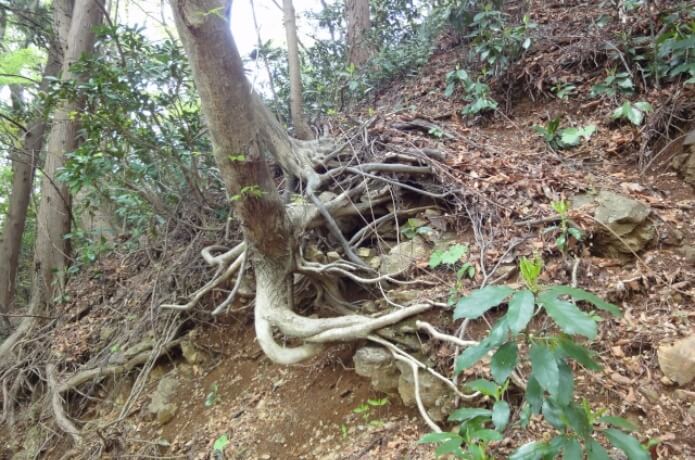 木の根っこ