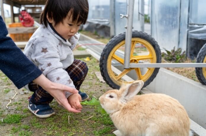 うさぎに餌をやる子ども
