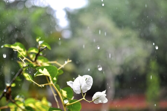 雨と植物