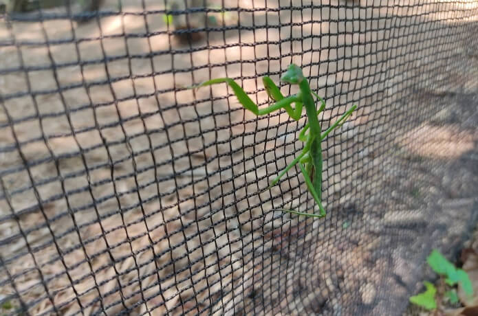 網に張り付くカマキリ