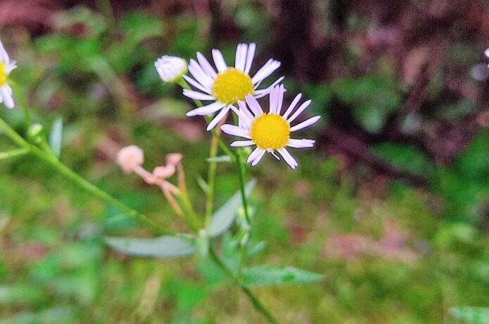 公園の白い花