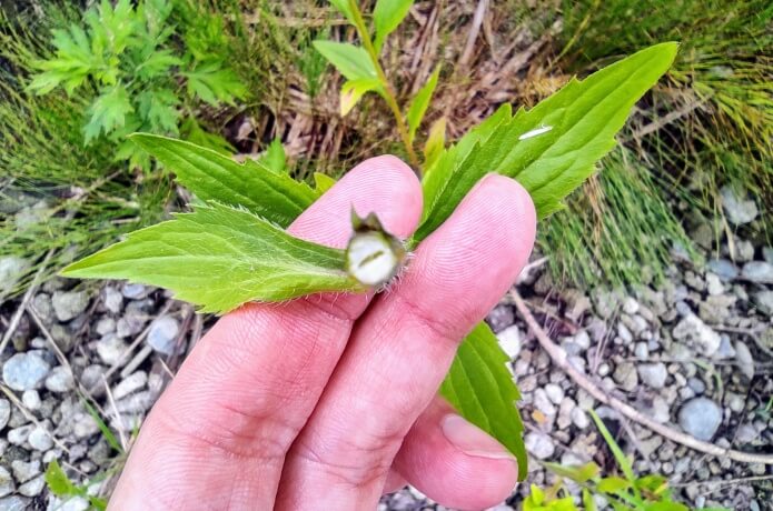 白い花の茎の中