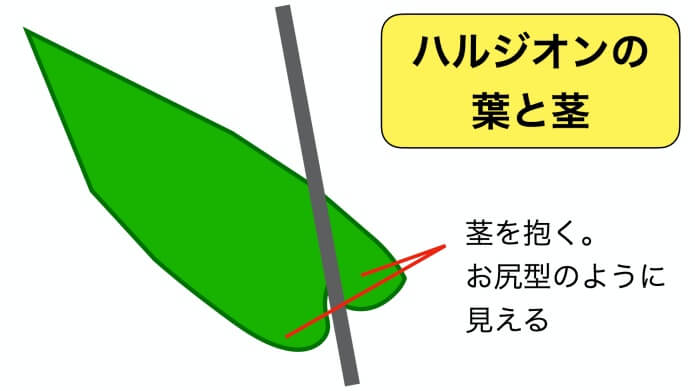 ハルジオンの葉の付け根
