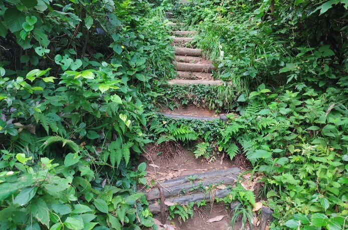 灯台コースの登り木道