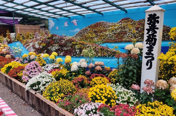 菊まつり
