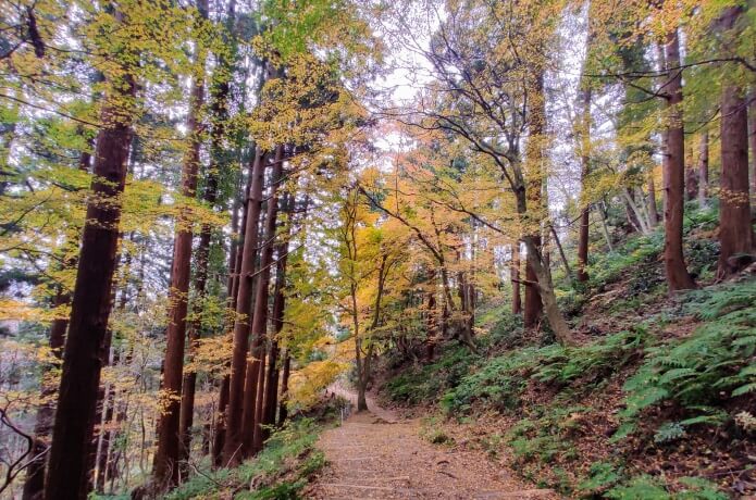 紅葉登山(弥彦山)