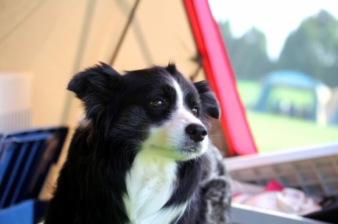 犬とキャンプイメージ2