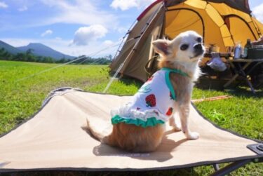 愛犬と楽しくキャンプ！【秋田・由利本荘】期間限定の秋イベント「わんわんキャンプday」